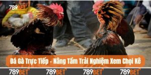 Đá Gà Trực Tiếp - Nâng Trải Nghiệm Xem Chọi Kê Lên Tầm Cao
