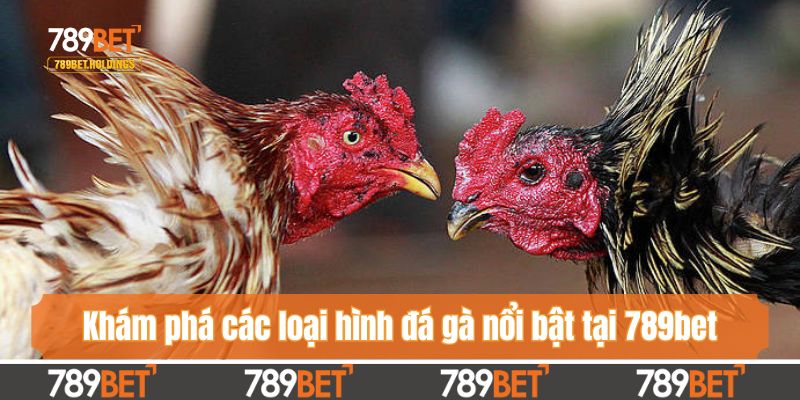 Khám phá các loại hình đá gà nổi bật tại 789bet