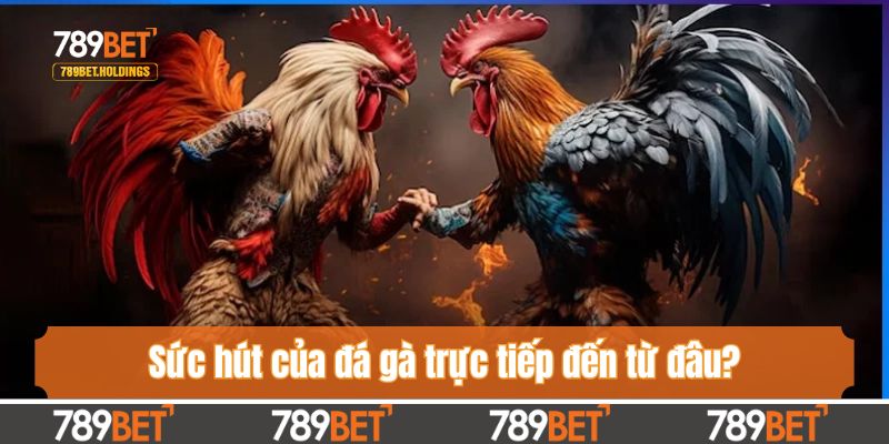 Sức hút của đá gà trực tiếp đến từ đâu?